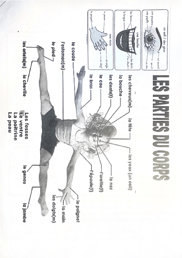 Miniatura del documento Las-partes-del-cuerpo-les-parties-du-corps-como-indicar-que-te-duele-algo-el-medico.pdf