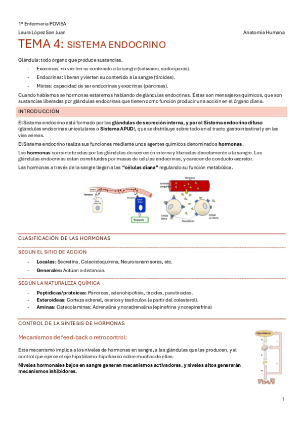 Miniatura del documento Tema-4-Sistema-Endocrino.pdf