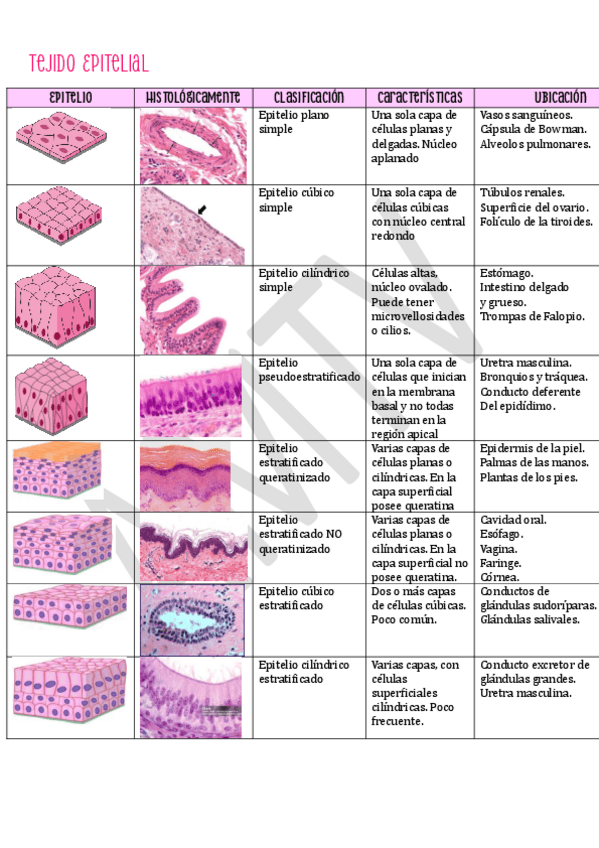 Miniatura del documento HISTOLOGIA-ANIMAL.pdf