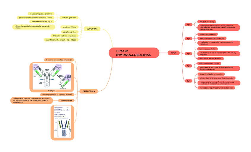 Miniatura del documento TEMA-6.-INMUNOGLOBULINAS.pdf