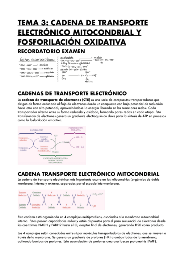 Miniatura del documento TEMA-3-CADENA-DE-TRANSPORTE-ELECTRONICO-MITOCONDRIAL-Y-FOSFORILACION....pdf