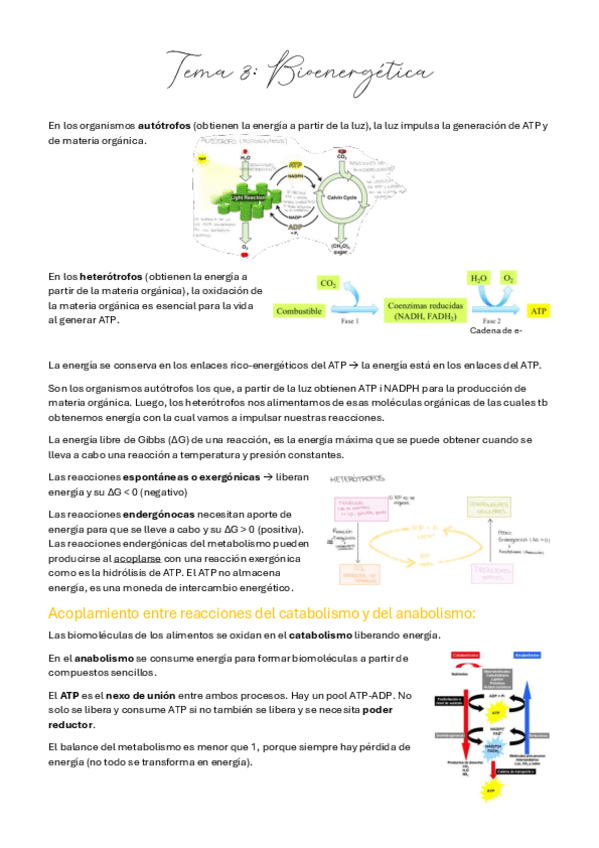Miniatura del documento t3-metabolismo-bioenergetica.pdf