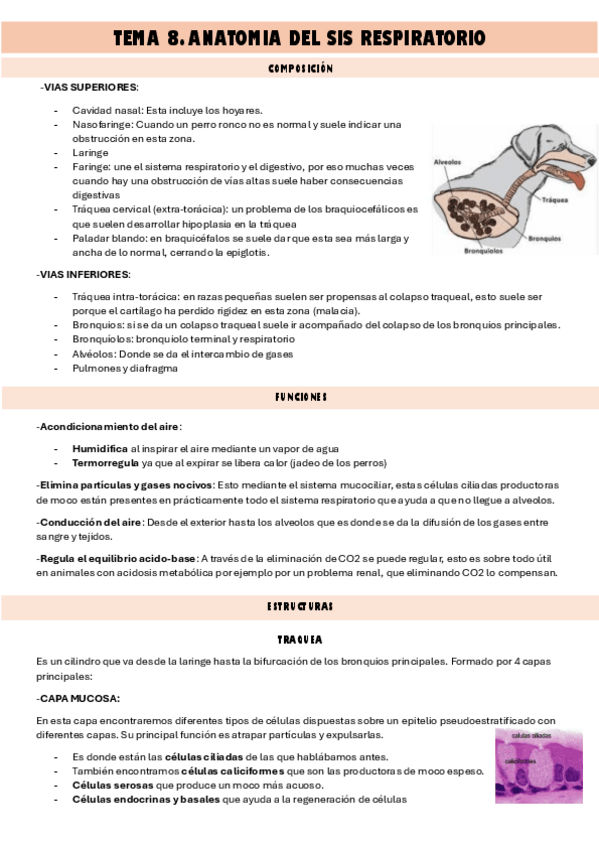 Miniatura del documento sis-respiratorio-I.pdf