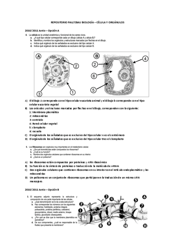 Miniatura del documento PREGUNTAS-PAU-RESUELTAS-BIOLOGIACITOLOGIA.pdf