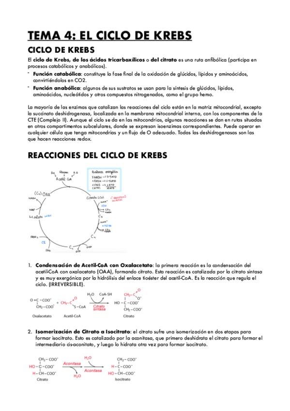 Miniatura del documento TEMA-4-EL-CICLO-DE-KREBS.pdf