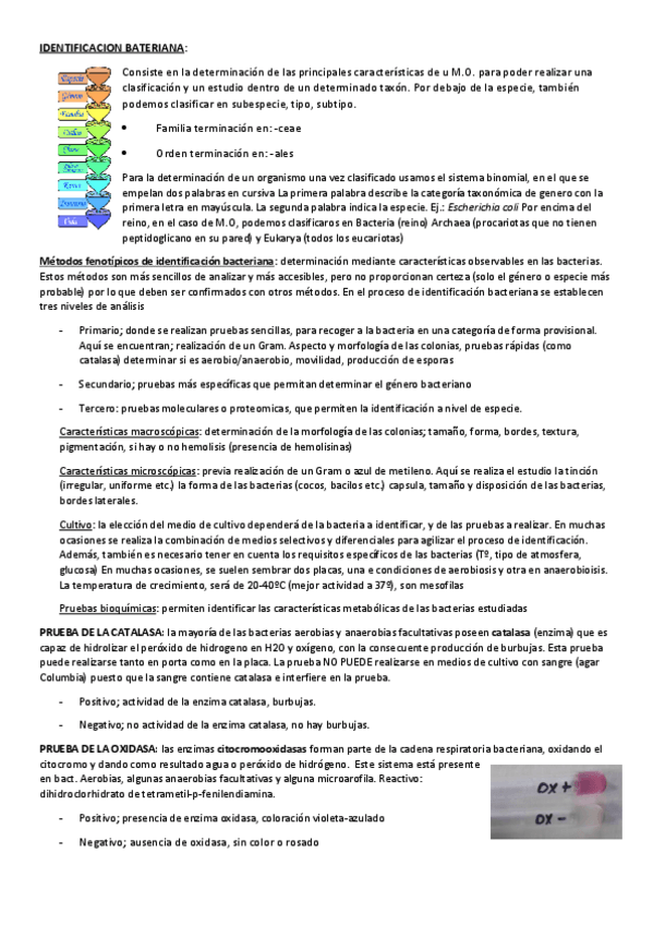 Miniatura del documento IDENTIFICACION-BATERIANA-Micro.pdf