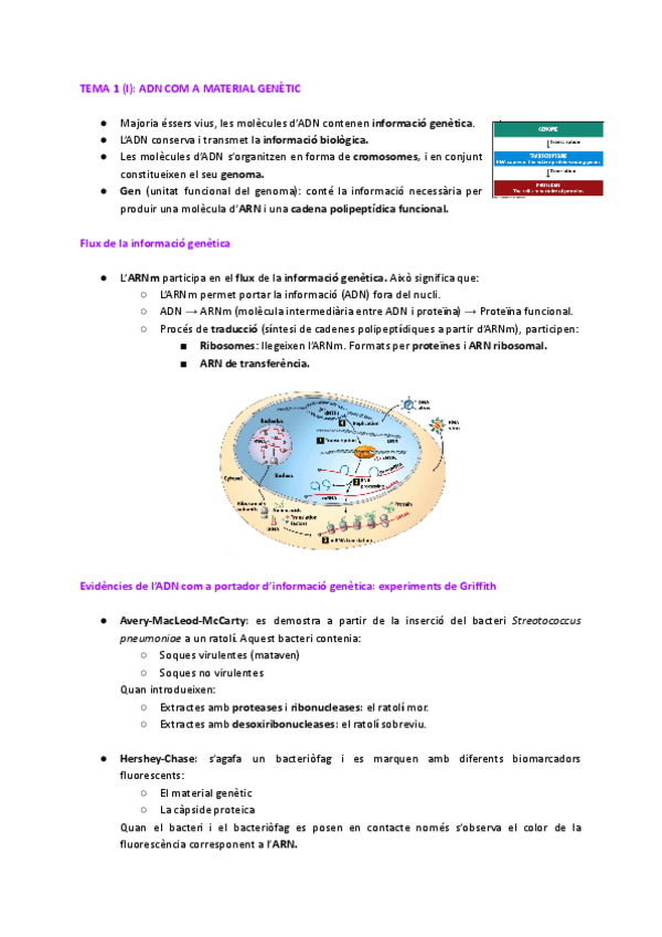Miniatura del documento APUNTS-IRENE-REYES-TEMA-1-I-II-i-III.pdf