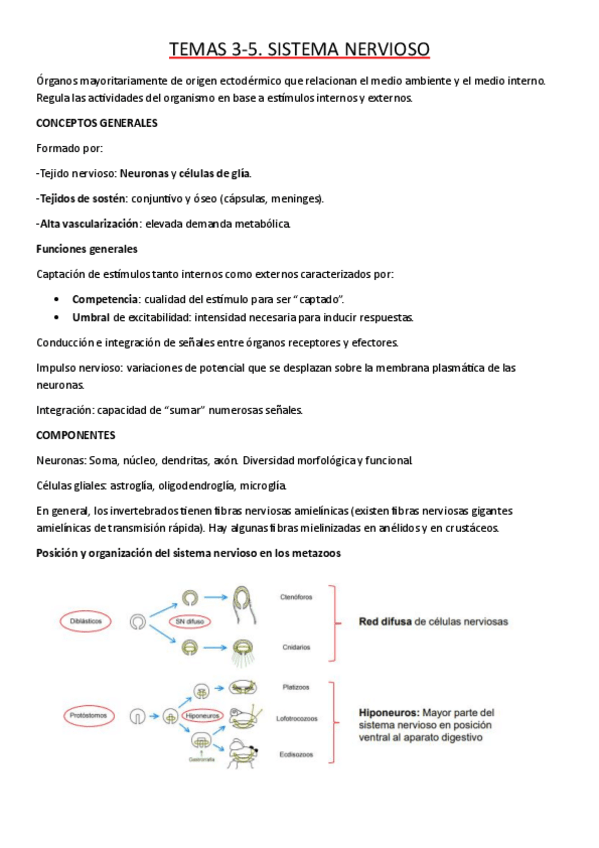 Miniatura del documento TEMA-3.-SISTEMA-NERVIOSO-INVERTEBRADOS.pdf