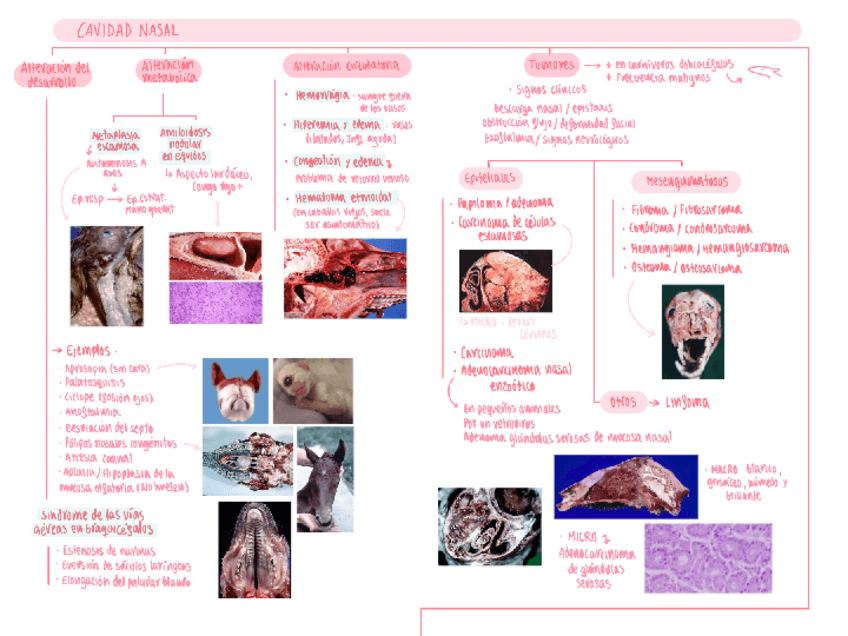 Miniatura del documento Resumen-cavidad-nasal.pdf