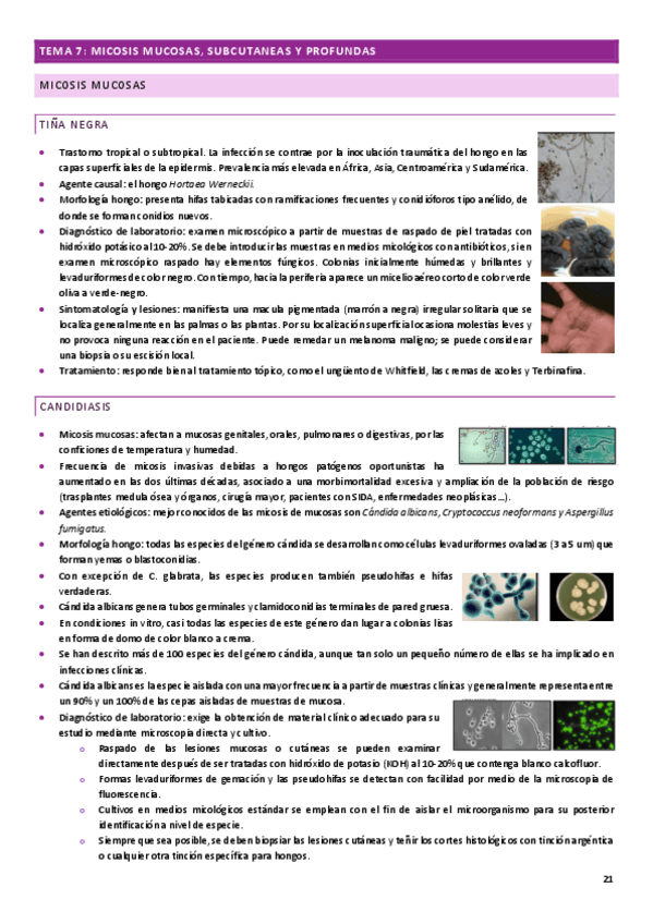 Miniatura del documento MICROBIOLOGIA-CLINICA-APUNTES-TEMAS-7 y 8.pdf