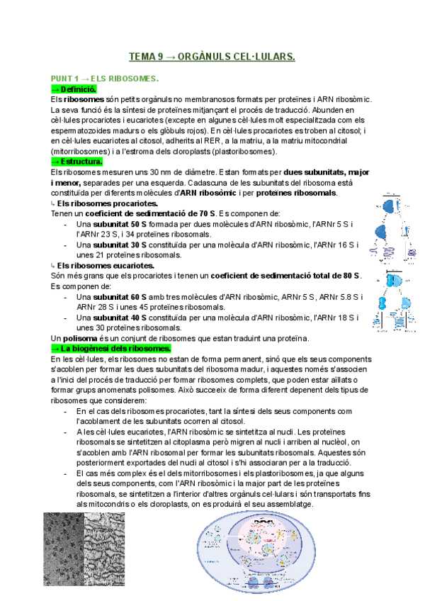Miniatura del documento T9.-Organuls-cel.lulars..pdf