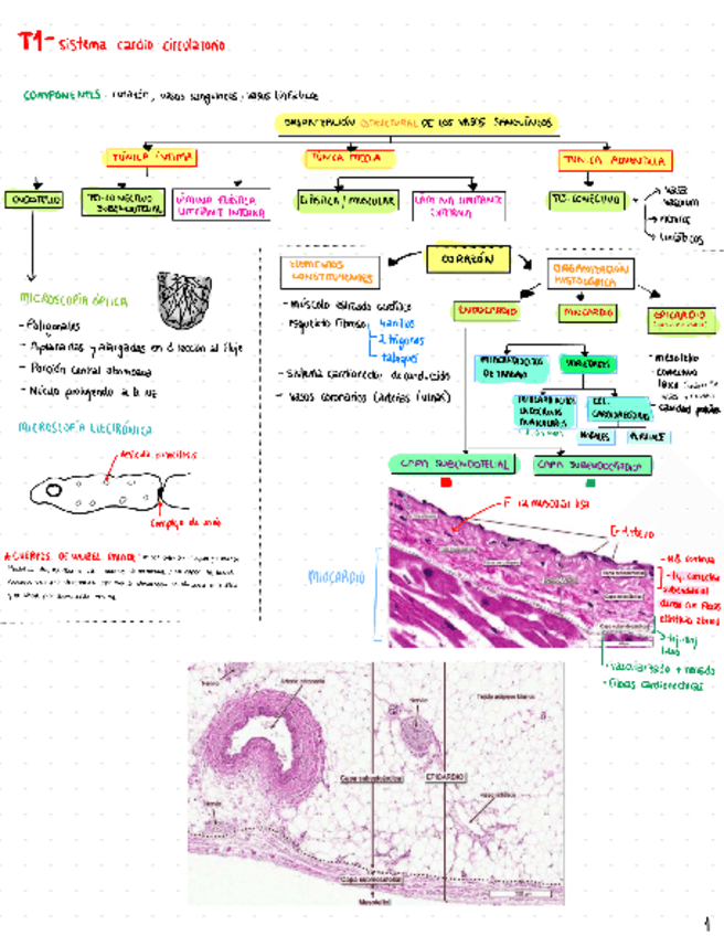Miniatura del documento T1-cardiocirculatorio.pdf