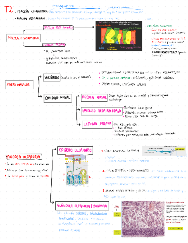 Miniatura del documento T2-respiratorio.pdf