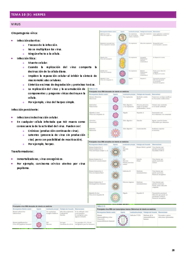 Miniatura del documento MICROBIOLOGIA-CLINICA-APUNTES-Tema-10.pdf