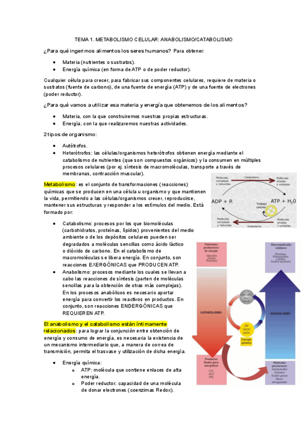 Miniatura del documento Tema-1.-Metabolismo-celular.-Anabolismo-y-catabolismo.pdf