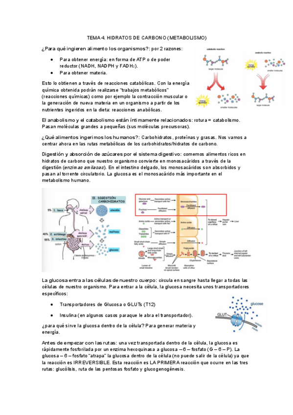 Miniatura del documento Tema-4.-Hidratos-de-carbono.-Metabolismo.pdf