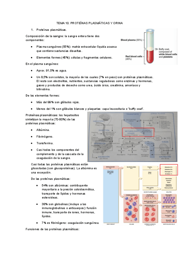 Miniatura del documento Tema-10.-Proteinas-plasmaticas-y-orina.pdf
