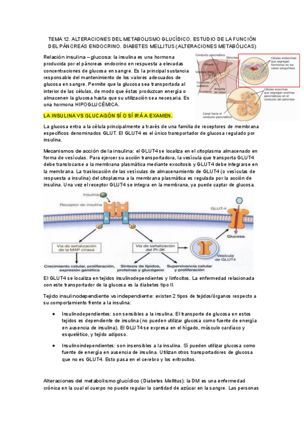 Miniatura del documento Tema-12.-Alteraciones-del-metabolismo-glucidico.-Estudio-de-la-funcion-del-pancreas-endocrino.-Diabetes-mellitus-alteraciones-metabolicas.pdf