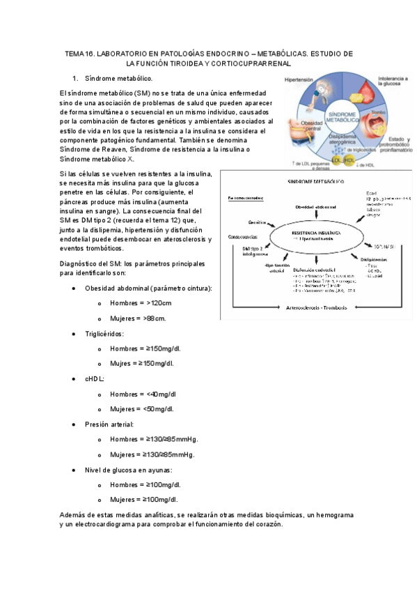 Miniatura del documento Tema-16.-Laboratorio-en-patologias-endocrino-metabolicas.-estudio-de-la-funcion-tiroidea-y-corticosuprarrenal.pdf