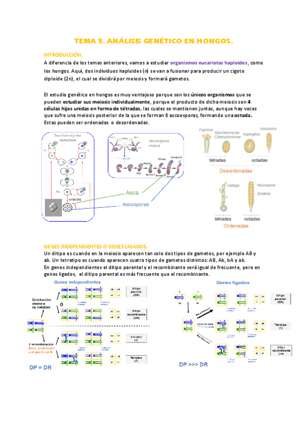 Miniatura del documento Tema-5-analisis-genetico-en-hongos.pdf