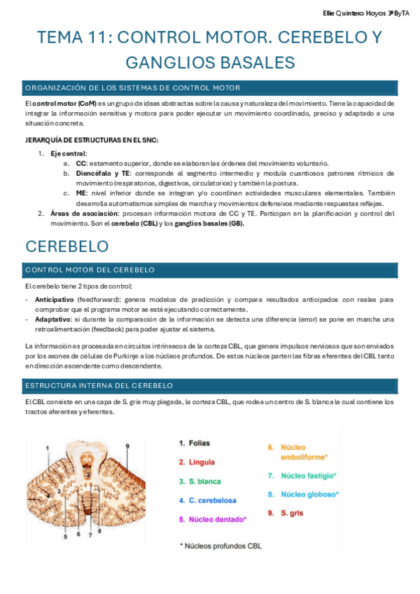 Miniatura del documento Tema-11-Neurofisiologia-del-control-motor.-Cerebelo-y-ganglios-basales.pdf