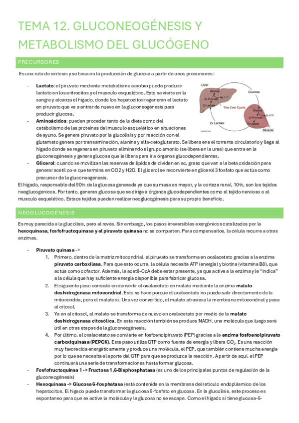 Miniatura del documento Tema-12-Gluconeogenesis-y-sintesis-de-glucogeno.pdf