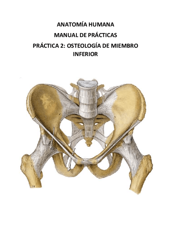 Miniatura del documento PRACTICA 2 ANATOMIA.pdf