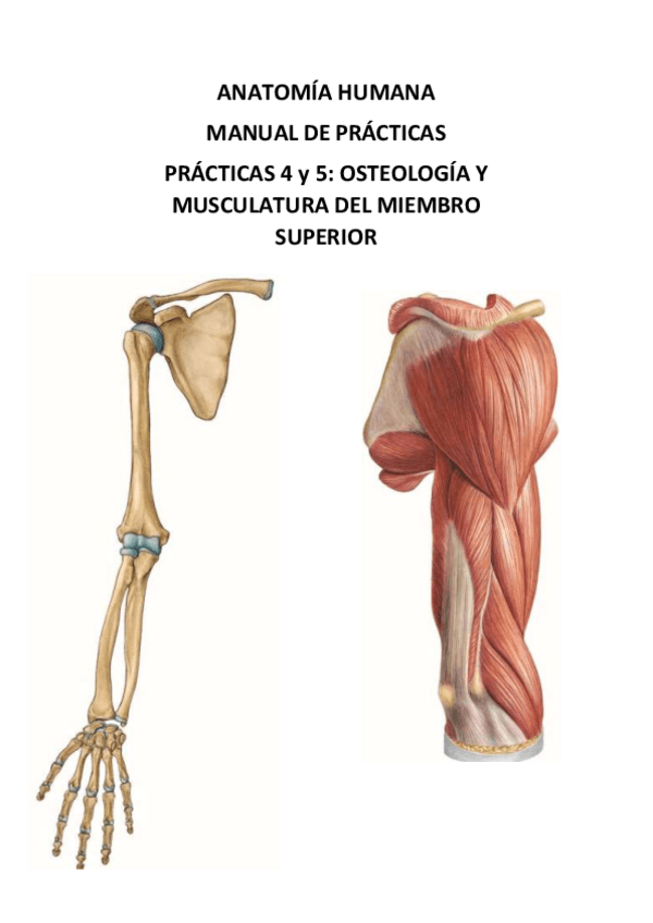 Miniatura del documento PRACTICA 4 Y 5 ANATOMIA.pdf