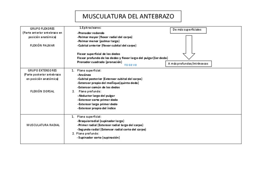 Miniatura del documento PRACTICA MUSC.ANTEBRAZO ANATOMIA.pdf