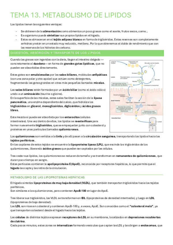 Miniatura del documento Tema-13.-Metabolismo-de-lipidos.pdf
