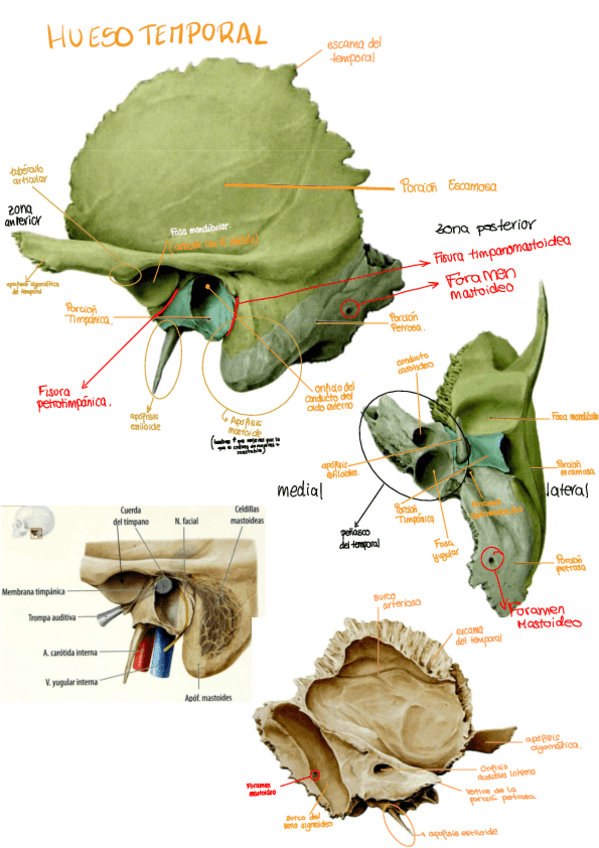 Miniatura del documento Imagenes-y-resumenes-anatomia-1.pdf