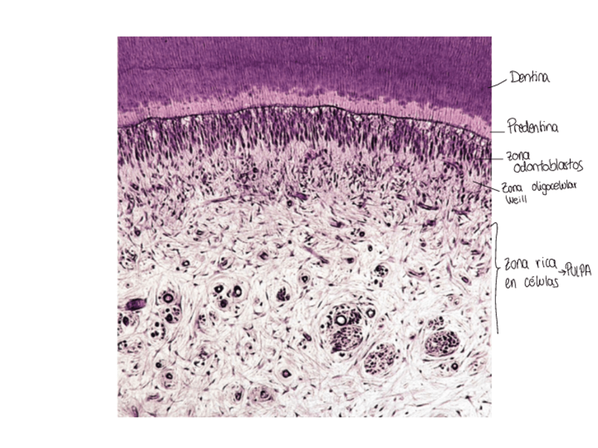 Miniatura del documento IMAGENES-BLOQUE-6-7.pdf