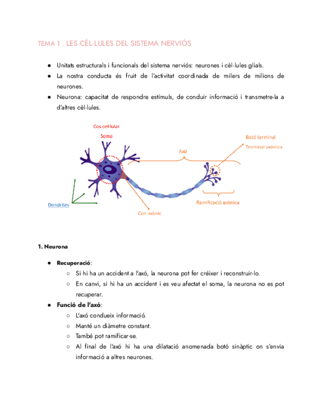 Miniatura del documento U1.-LES-CELLULES-DEL-SISTEMA-NERVIOS.pdf