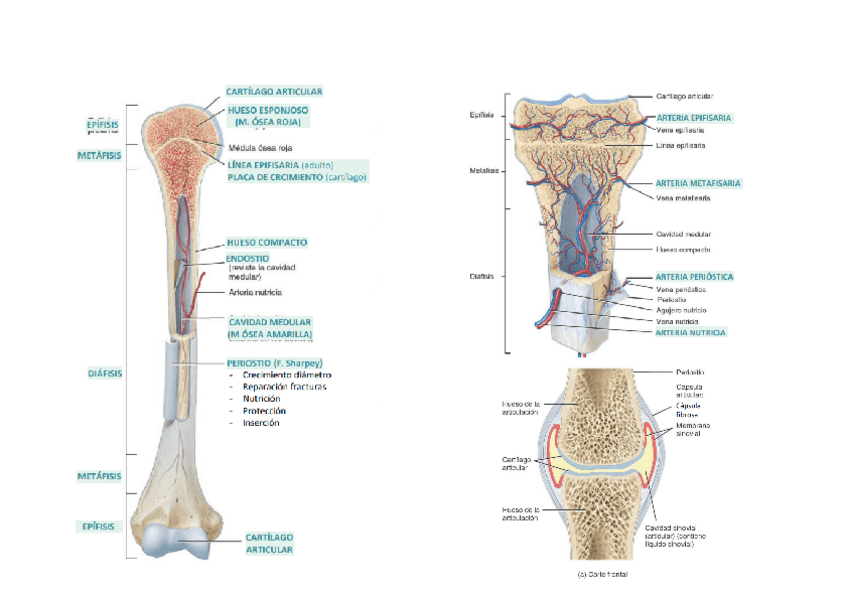 Miniatura del documento Imatges-Anatomia-Sistema-ESQUELETIC.pdf