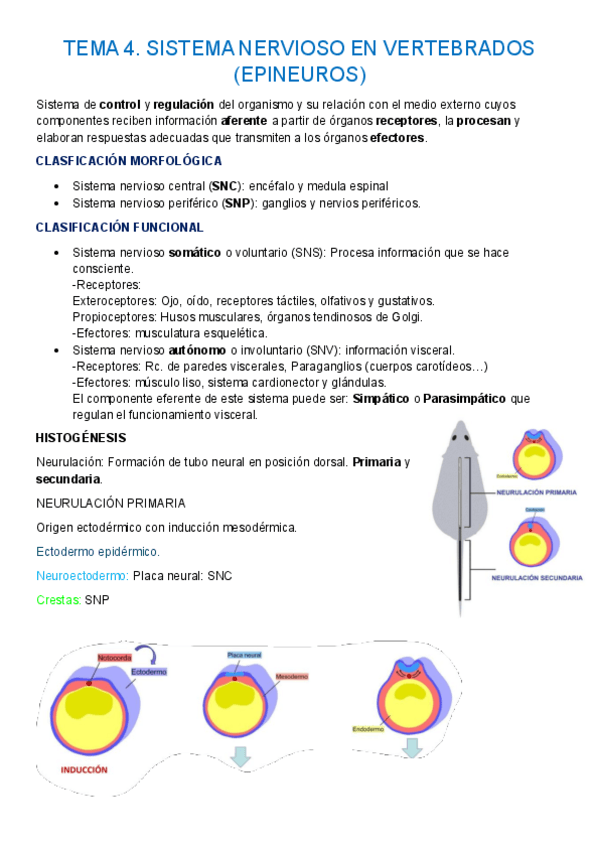 Miniatura del documento TEMA-4.-SISTEMA-NERVIOSO-VERTEBRADOS.pdf