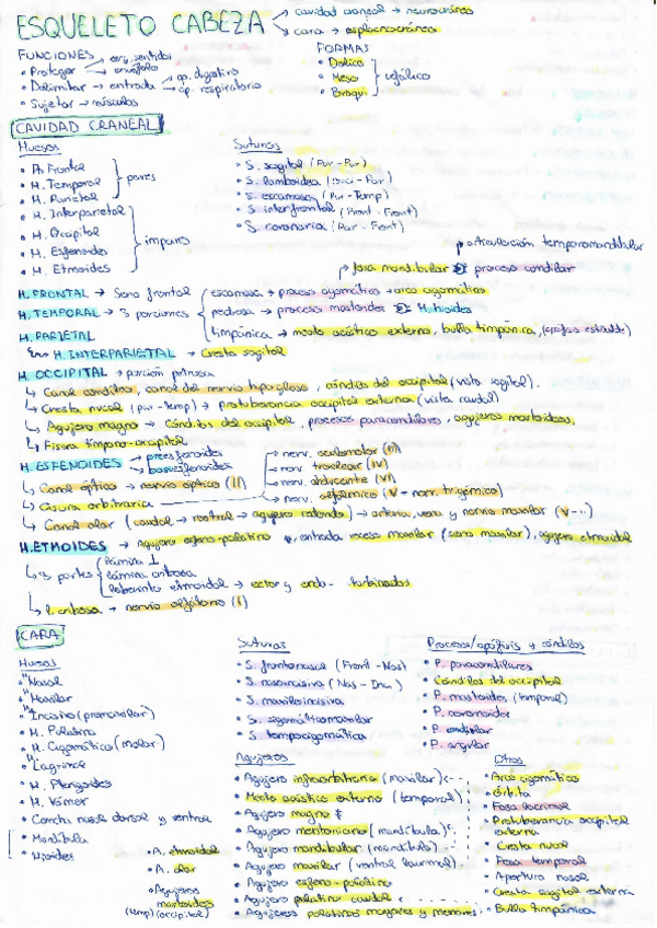 Miniatura del documento Apuntes-esqueleto-de-la-cabeza.pdf