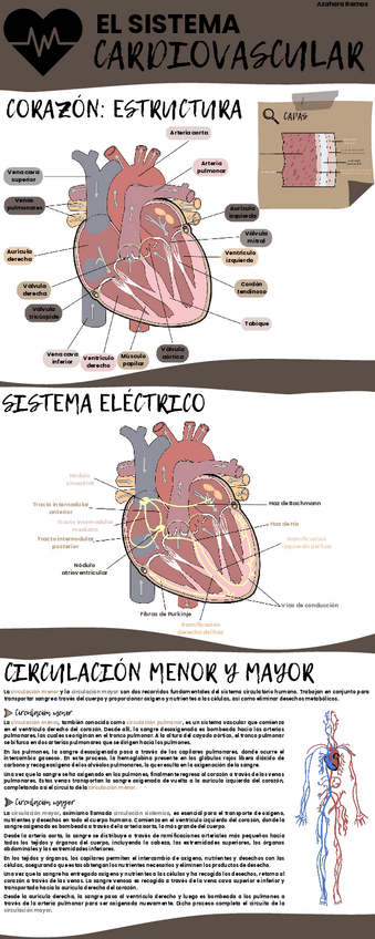 Miniatura del documento Sistema-cardiovascular.pdf