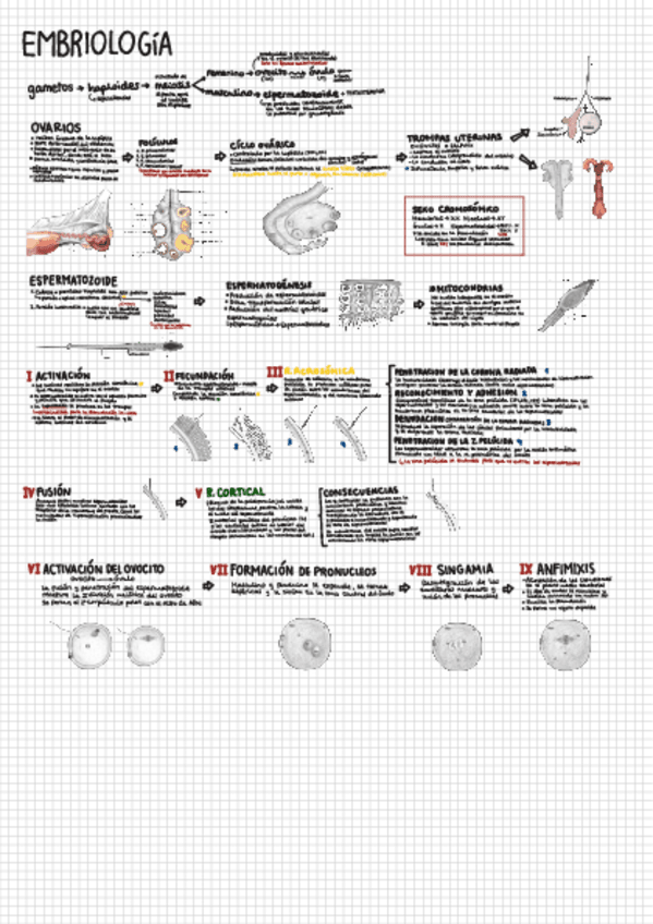 Miniatura del documento Anatomia.pdf