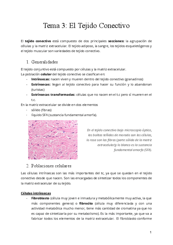 Miniatura del documento Tema-3-El-Tejido-Conectivo.pdf