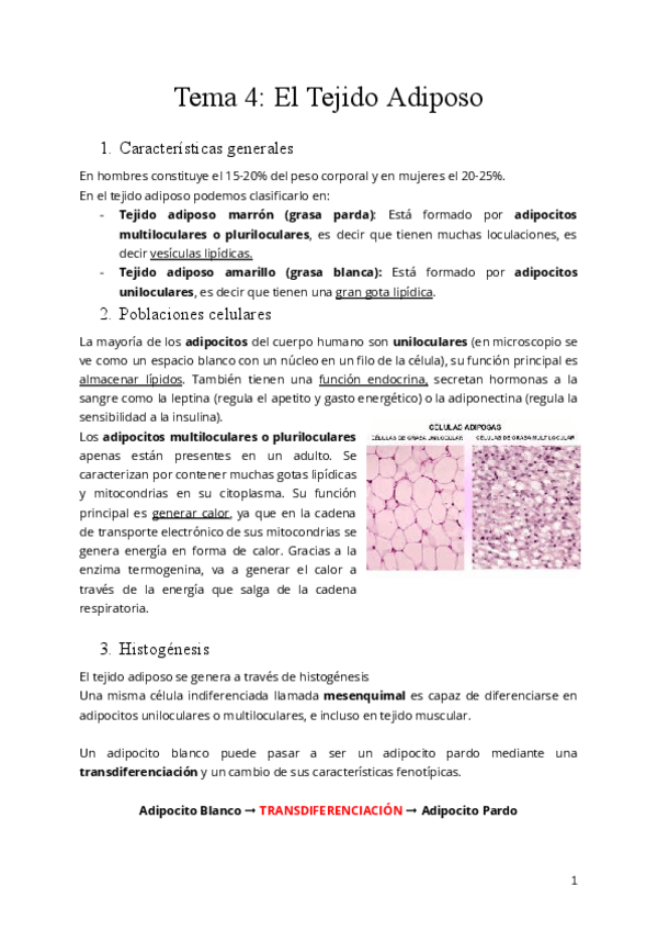 Miniatura del documento Tema-4-El-Tejido-Adiposo.pdf