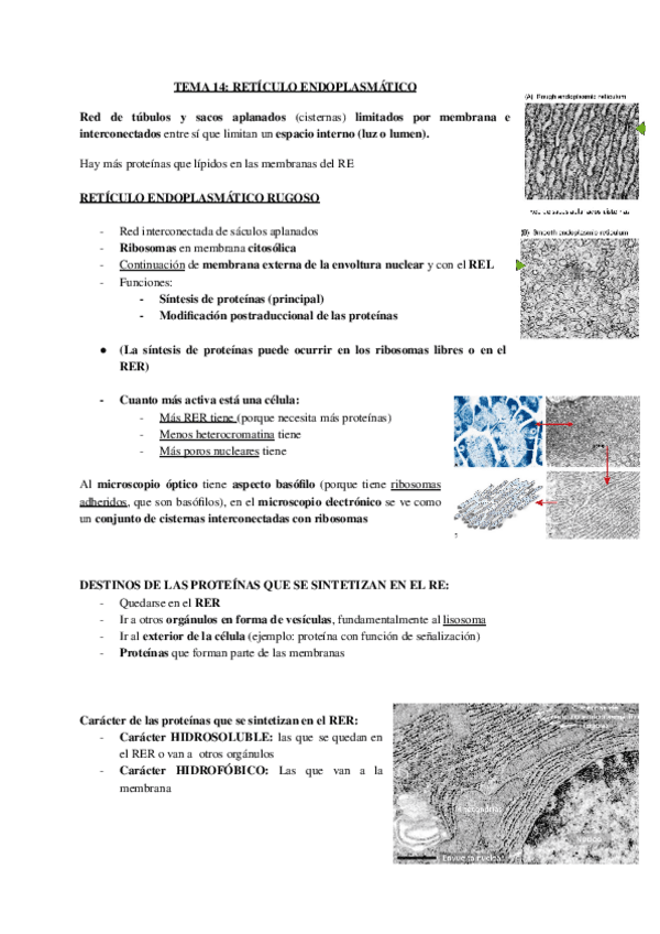 Miniatura del documento Biologia-celular-14.-RETICULO-ENDOPLASMATICO.pdf