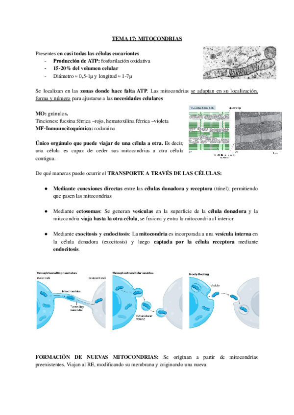 Miniatura del documento biologia-celular-17.-MITOCONDRIAS.pdf