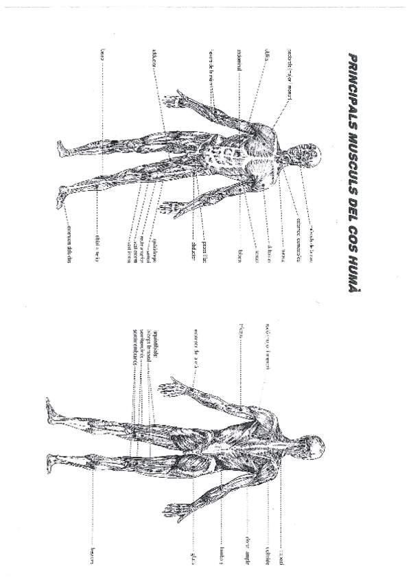 Miniatura del documento Principals-musculs-i-ossos-del-cos.pdf
