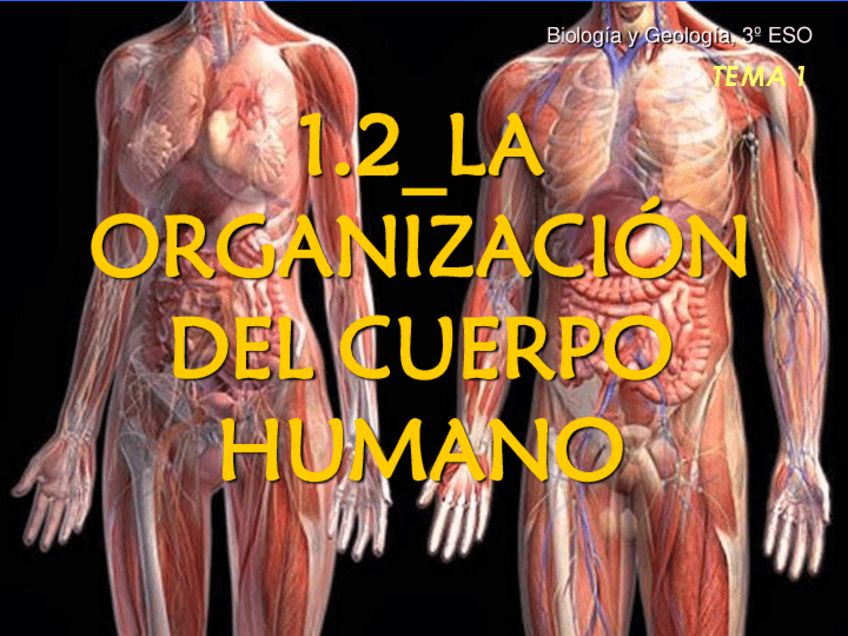 Miniatura del documento T1.2Organizacion-del-cuerpo-humano.pdf