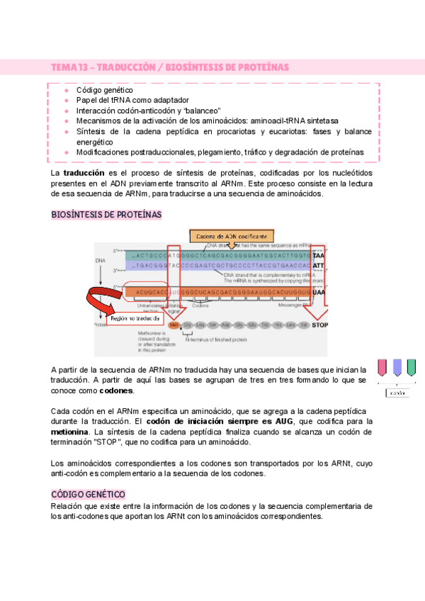 Miniatura del documento TEMA-13-TRADUCCION--BIOSINTESIS-DE-PROTEINAS.pdf