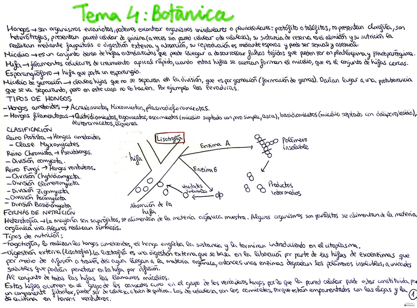 Miniatura del documento Tema-4-botanica.pdf