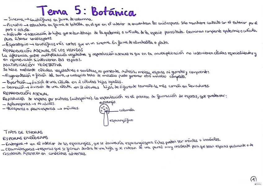Miniatura del documento Tema-5-botanica.pdf