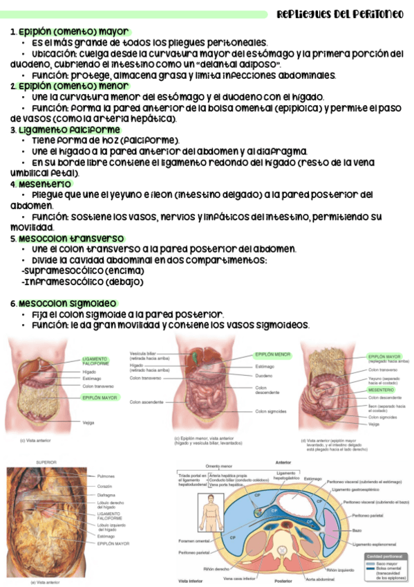 Miniatura del documento TEMA-6-anatomia-14-27.pdf