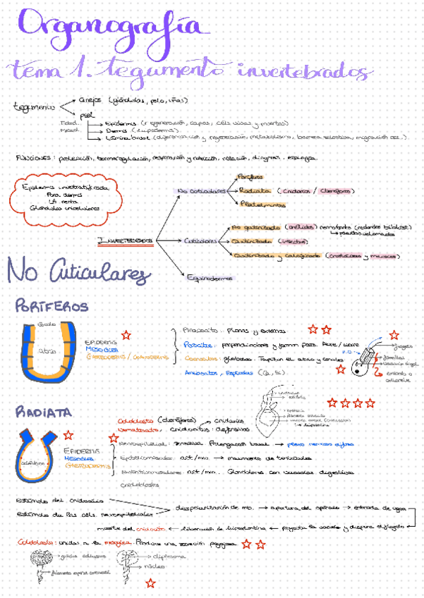 Miniatura del documento Resumen-Tema-1.-Tegumento-invertebrados.pdf