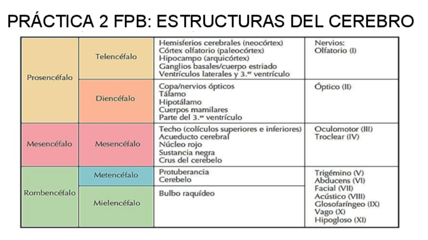 Miniatura del documento práctica estructuras cerebrales.pdf